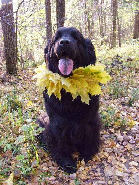 Фото: ньюфаундленд Lesnaya Skazka Lunnaya Sonata (Лесная Сказка Лунная Соната)