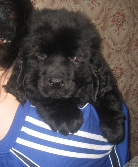 Фото: ньюфаундленд Uyutnaya Dolina Black Diamond Velinda (Уютная Долина Блэк Даймонд Велинда)