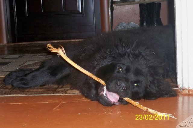 Фото: ньюфаундленд Smigar Volna Uspeha (Смигар Волна Успеха)