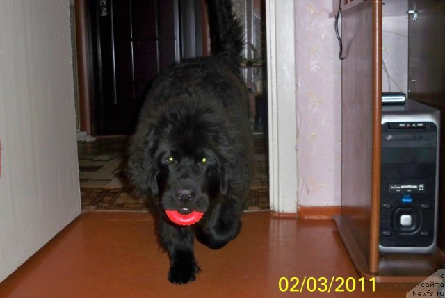 Фото: ньюфаундленд Smigar Volna Uspeha (Смигар Волна Успеха)