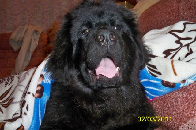 Фото: ньюфаундленд Smigar Volna Uspeha (Смигар Волна Успеха)