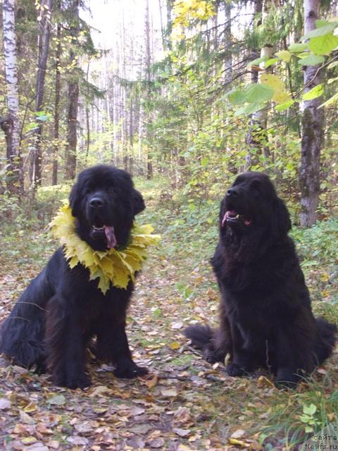 Фото: ньюфаундленд Akin Soul Sofiya (Акин Соул София), ньюфаундленд Lesnaya Skazka Lunnaya Sonata (Лесная Сказка Лунная Соната)