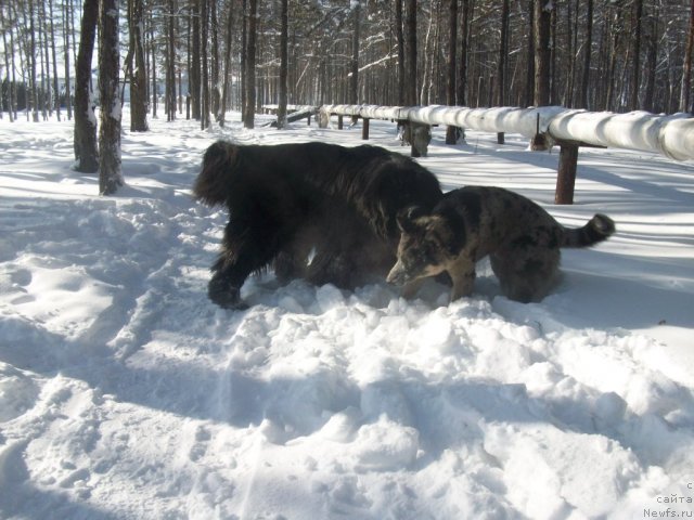 Фото: ньюфаундленд Karat iz Medvejyego Yara (Карат из Медвежьего Яра)