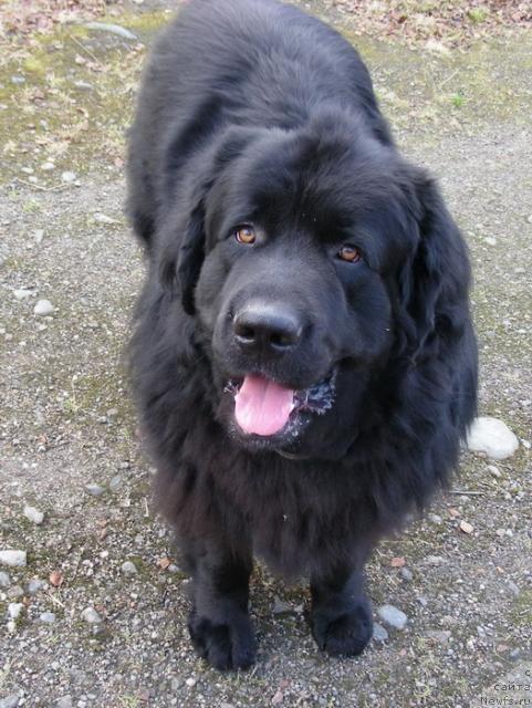 Фото: ньюфаундленд N'yu Speys Blyu Oushen (Нью Спейс Блю Оушен)