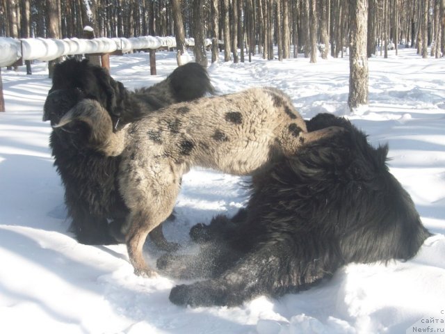 Фото: ньюфаундленд Karat iz Medvejyego Yara (Карат из Медвежьего Яра), ньюфаундленд Yarada iz Sibirskoy Glubinki (Ярада из Сибирской Глубинки)