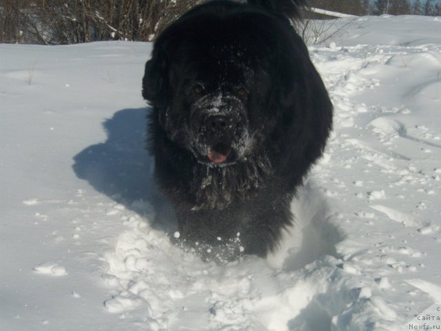 Фото: ньюфаундленд Karat iz Medvejyego Yara (Карат из Медвежьего Яра)