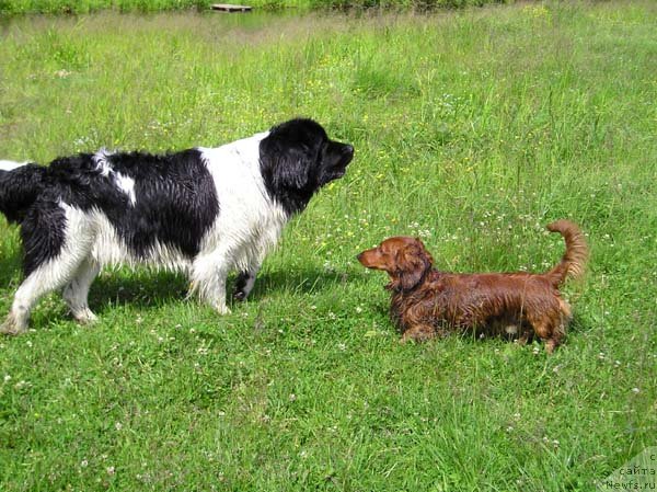 Фото: ньюфаундленд Fiamettahauz Vinland Princess (Фиаметтахауз Винланд Принцесс), такса Фрутелло