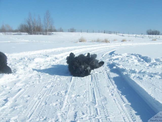 Фото: ньюфаундленд Karat iz Medvejyego Yara (Карат из Медвежьего Яра)