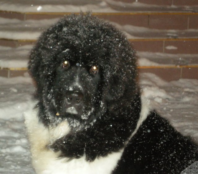 Фото: ньюфаундленд Pitern'yuf CHin-CHin (Питерньюф Чин-Чин)