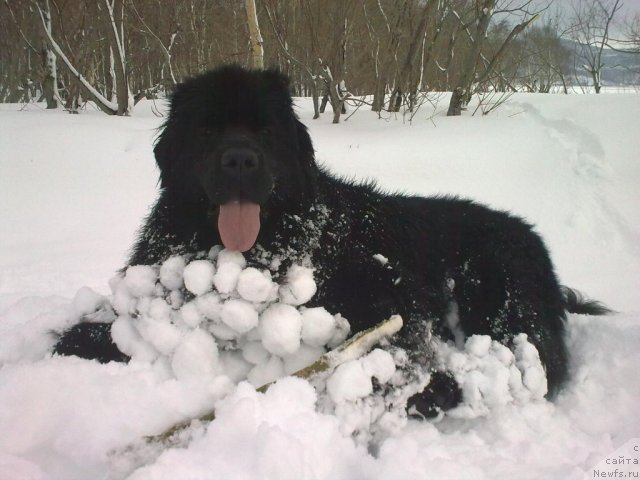 Фото: ньюфаундленд Sent Djons Tender Kiss of Elly (Сент Джонс Тендер Кисс оф Элли)