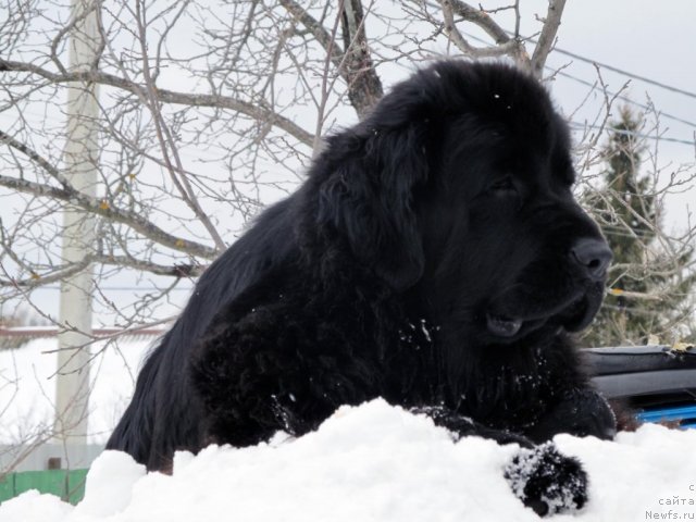 Фото: ньюфаундленд Potap YAgodka (Потап Ягодка)