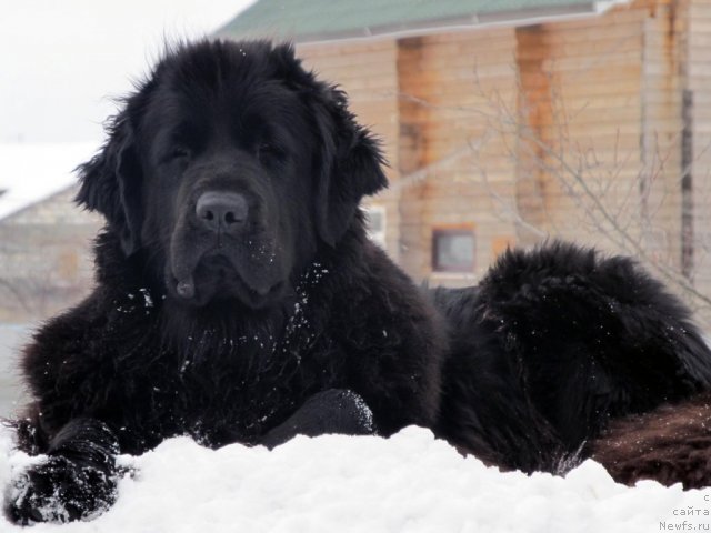 Фото: ньюфаундленд Potap YAgodka (Потап Ягодка)