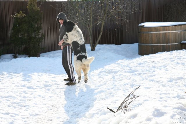 Фото: ньюфаундленд Akvian Song Zero Graviti (Аквиан Сонг Зеро Гравити)