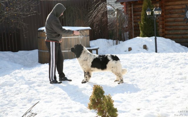Фото: ньюфаундленд Akvian Song Zero Graviti (Аквиан Сонг Зеро Гравити)
