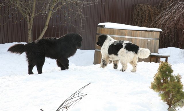 Фото: ньюфаундленд Akvian Song Zero Graviti (Аквиан Сонг Зеро Гравити)
