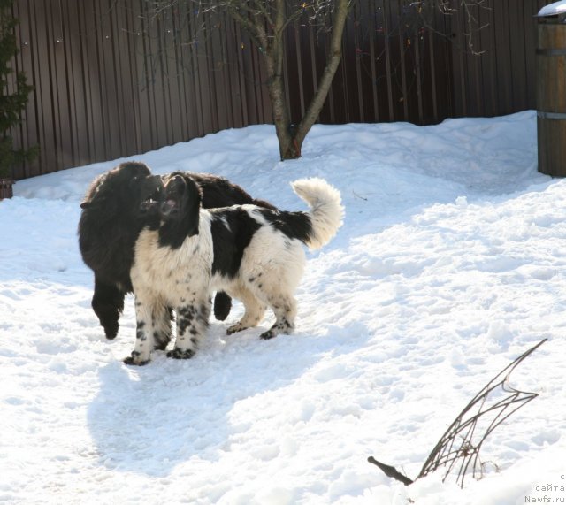 Фото: ньюфаундленд Akvian Song Zero Graviti (Аквиан Сонг Зеро Гравити)