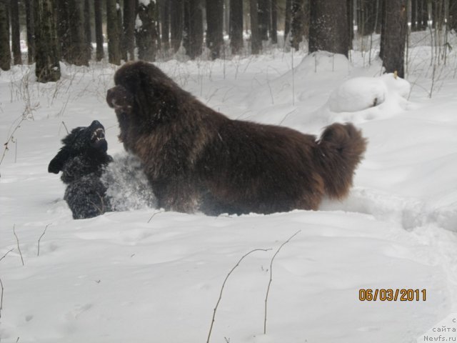 Фото: ньюфаундленд Komandor iz Medvej'ego YAra (Командор из Медвежьего Яра)