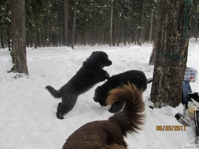 Фото: ньюфаундленд Ih Vyisochestvo Vladlena Madjiks (Их Высочество Владлена Маджикс), ньюфаундленд Aquatoriya Kelvin Olympus (Акватория Келвин Олимпус)