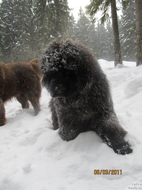 Фото: ньюфаундленд Aquatoriya Kelvin Olympus (Акватория Келвин Олимпус)
