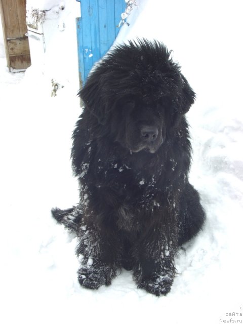 Фото: ньюфаундленд Glyed Tu Si Djipsi (Глэд Ту Си Джипси)