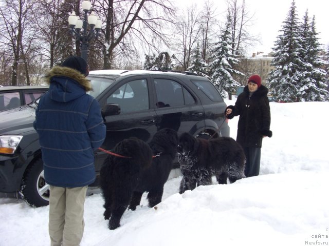 Фото: ньюфаундленд Baryishnya (Барышня), ньюфаундленд Akvatoriya Kelvin Manchester (Акватория Келвин Манчестер), Galiya Gizatullina (Галия Гизатуллина), Костя