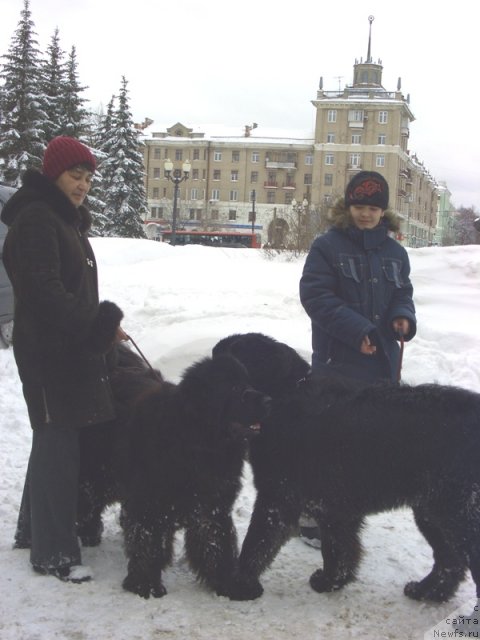 Фото: ньюфаундленд Akvatoriya Kelvin Manchester (Акватория Келвин Манчестер), ньюфаундленд Baryishnya (Барышня)