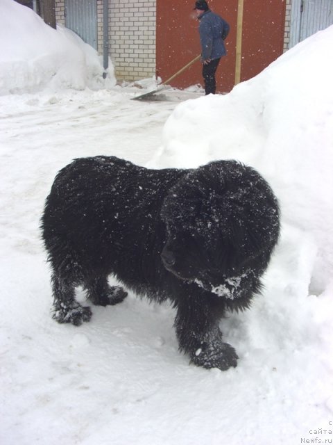 Фото: ньюфаундленд Glyed Tu Si Djipsi (Глэд Ту Си Джипси)