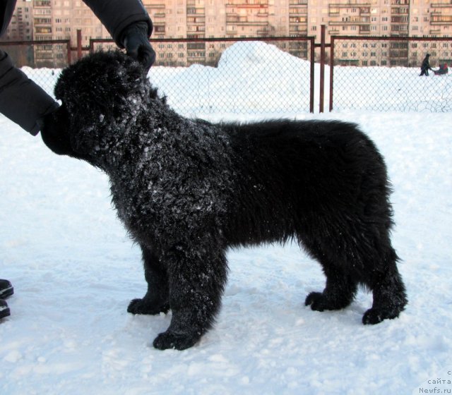 Фотография № 60774