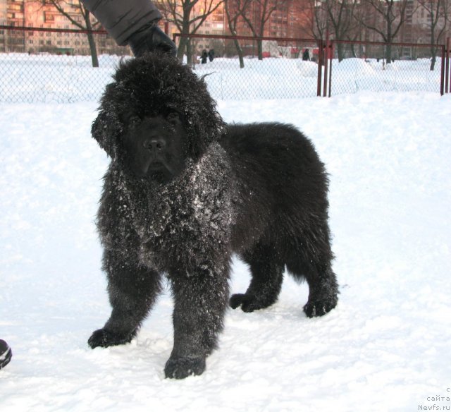 Фото: ньюфаундленд Smigar Gordon Fellow (Смигар Гордон-Феллоу)