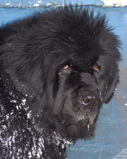 Фото: ньюфаундленд Glyed Tu Si Djipsi (Глэд Ту Си Джипси)