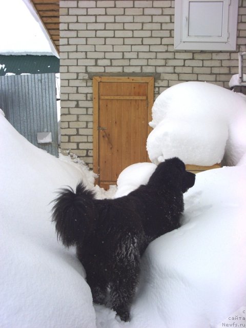 Фото: ньюфаундленд Baryishnya (Барышня)