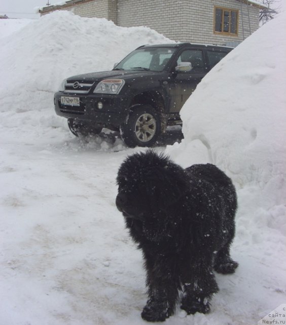 Фото: ньюфаундленд Glyed Tu Si Djipsi (Глэд Ту Си Джипси)