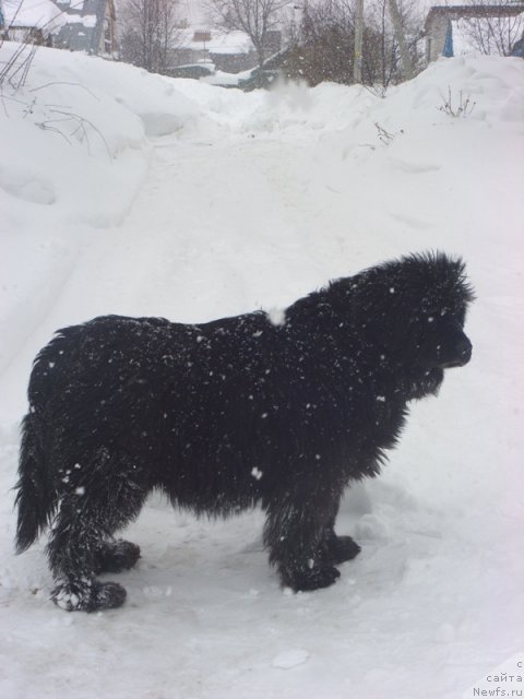 Фото: ньюфаундленд Glyed Tu Si Djipsi (Глэд Ту Си Джипси)