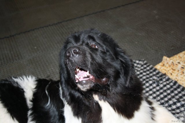 Фото: ньюфаундленд Super Premium Emu Net Ravnyih (Супер Премиум Ему Нет Равных)