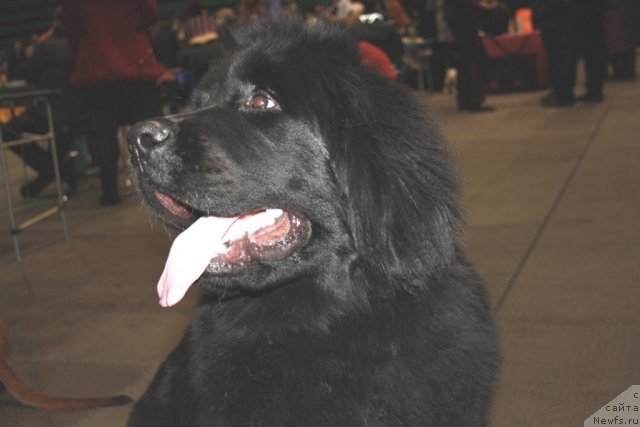 Фото: ньюфаундленд CHernyiy SHarm Boston (Черный Шарм Бостон)