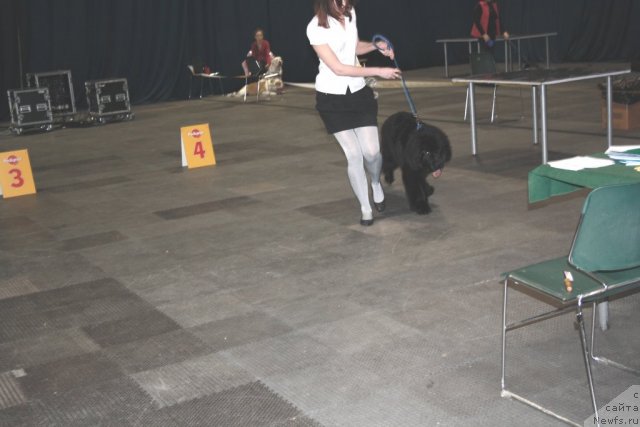 Фото: Kseniya YAgudina (Ксения Ягудина), ньюфаундленд CHernyiy SHarm Boston (Черный Шарм Бостон)