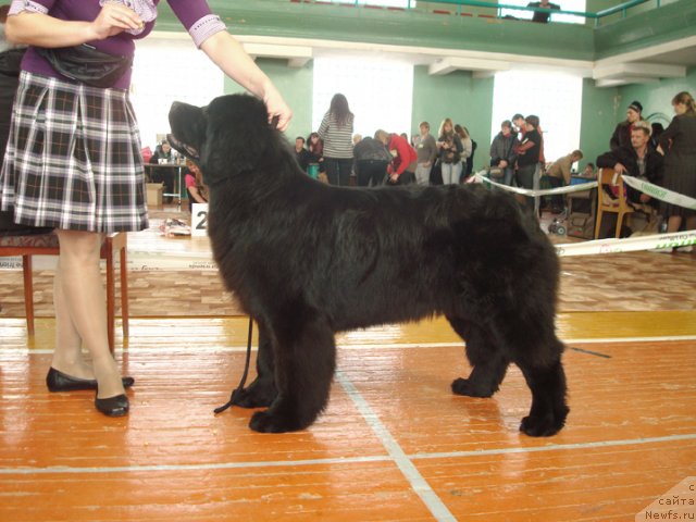 Фото: ньюфаундленд Ih Visochestvo Gloria Airis (Их Высочество Глория Айрис)