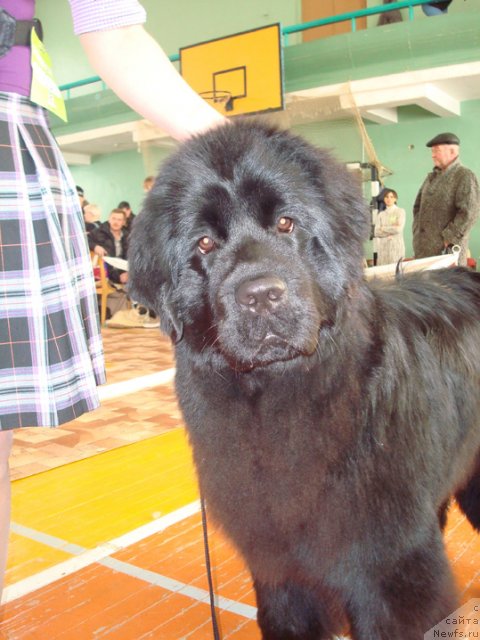 Фото: ньюфаундленд Ih Visochestvo Gloria Airis (Их Высочество Глория Айрис)