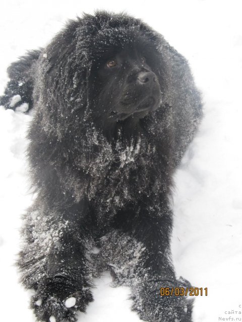 Фото: ньюфаундленд Ih Vyisochestvo Vladlena Madjiks (Их Высочество Владлена Маджикс)