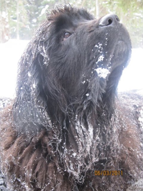 Фото: ньюфаундленд Aquatoriya Kelvin Olympus (Акватория Келвин Олимпус)