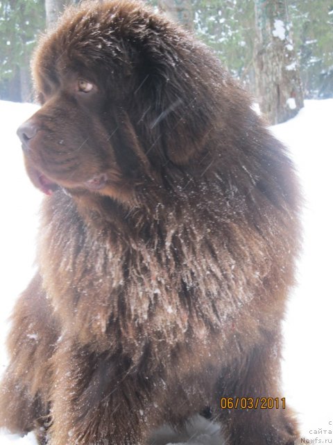 Фото: ньюфаундленд Komandor iz Medvej'ego YAra (Командор из Медвежьего Яра)