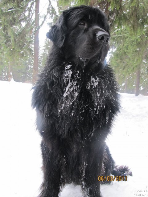 Фото: ньюфаундленд Jelannyiy Podarok ot Marleon Dusvik (Желанный Подарок от Марлеон Дусвик)