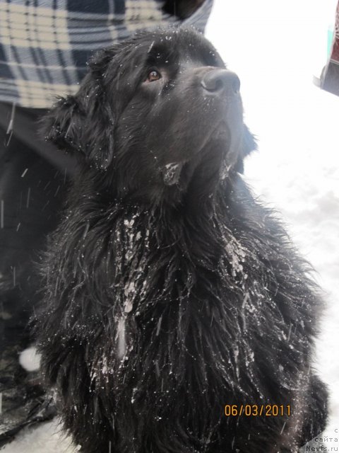 Фото: ньюфаундленд Jelannyiy Podarok ot Marleon Dusvik (Желанный Подарок от Марлеон Дусвик)