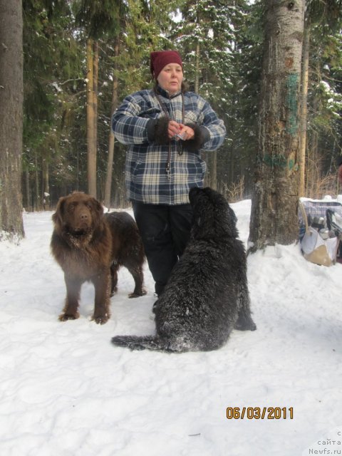 Фото: ньюфаундленд Aquatoriya Kelvin Olympus (Акватория Келвин Олимпус), Irina Gabova (Ирина Габова), Даник наш