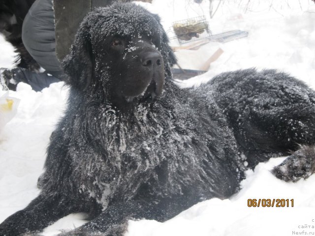Фото: ньюфаундленд Jelannyiy Podarok ot Marleon Dusvik (Желанный Подарок от Марлеон Дусвик)