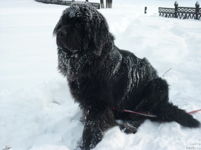 Фото: ньюфаундленд Il'ya Muromec (Илья Муромец)