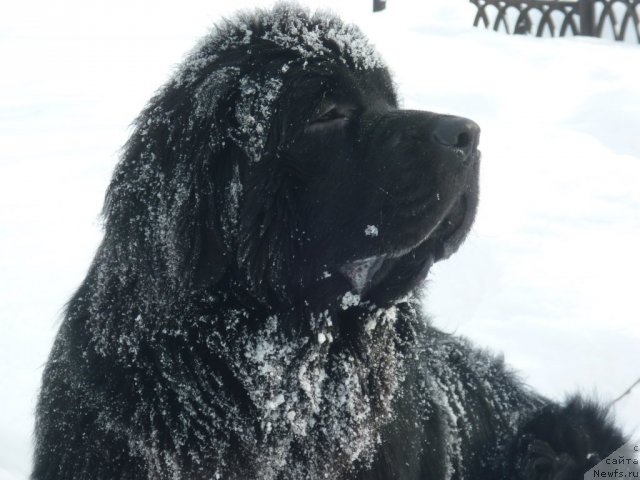 Фото: ньюфаундленд Il'ya Muromec (Илья Муромец)