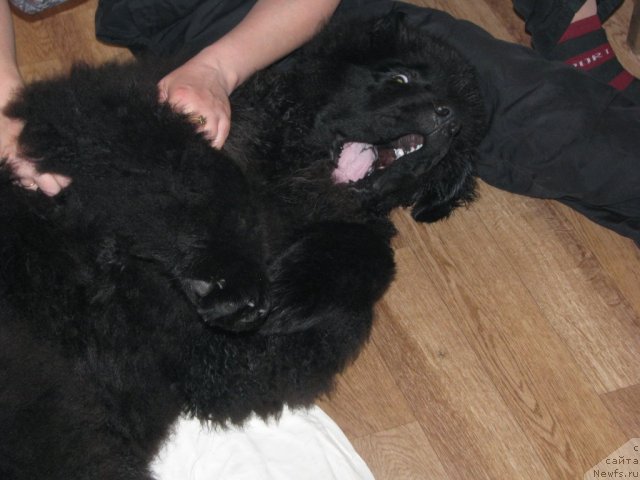 Фото: ньюфаундленд Smigar Gordon Fellow (Смигар Гордон-Феллоу)