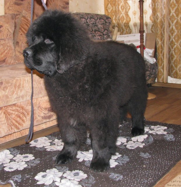 Фото: ньюфаундленд Smigar Gordon Fellow (Смигар Гордон-Феллоу)