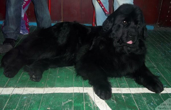 Фото: ньюфаундленд Bonita YEl' Oso Nyegro (Бонита Эль Осо Нэгро)